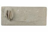 Fossil Crinoid (Scytalocrinus) - Crawfordsville, Indiana #216136-1